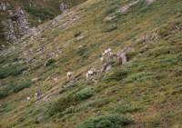 Mt Sheep at Wilcox Pass